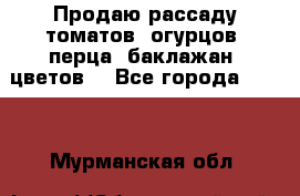 Продаю рассаду томатов, огурцов, перца, баклажан, цветов  - Все города  »    . Мурманская обл.